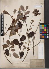 Foto von Salix aurita L. x Salix caprea L.